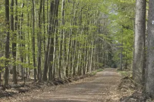 Spring forest, forest, path, forest path