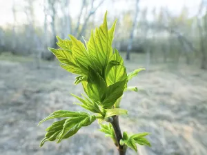 Spring in the forest and maple ash (Acer negundo) turgent buds