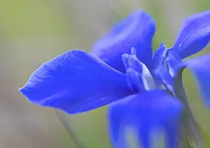 Spring gentian (gentiana verna)
