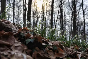 Spring knot flower (Leucojum vernum)