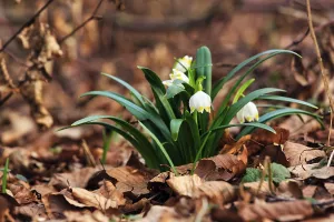 Spring knot flower (Leucojum vernum)