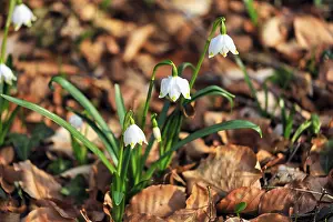Spring knot flower (Leucojum vernum)
