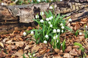 Spring knotweed (Leucojum vernum)