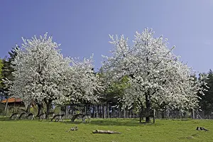 Spring landscape with cherry trees in April