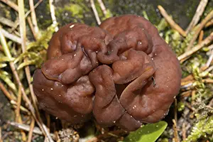 Spring lobelia (Gyromitra esculent)
