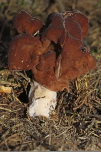 Spring lobelia (Gyromitra esculenta)
