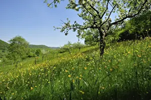 Spring meadow in Eusserthal, Naturpark Pfaelzerwald Nature Park
