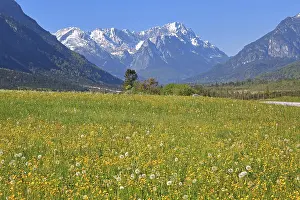 Spring meadow against the Zugspitze massif in the Wetterstein Mountains
