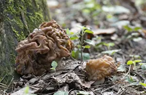 Spring Mushroom growing in the forest on a mossy tree
