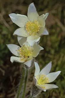 Spring pasque flower three open white flowers on top of each other