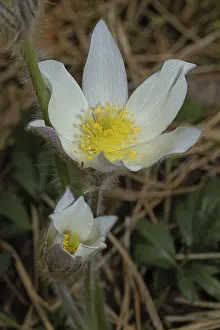 Spring pasque flower two open white flowers on top of each other