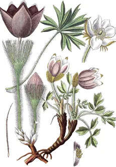Spring Pasque flower (Pulsatilla vernalis) on the left and Eastern pasqueflower