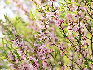 Spring season - pink flowers of cherry