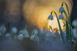 Spring snowdrop (Leucojum vernum)