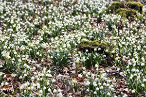 Spring snowflake (Leucojum vernum)