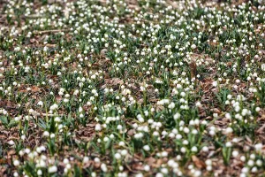 Spring snowflake (Leucojum vernum)