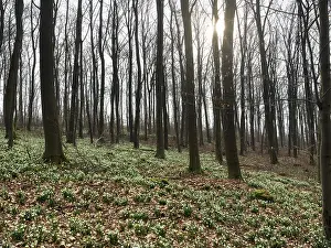 Spring snowflake (Leucojum vernum)