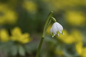Spring snowflake (Leucojum vernum)