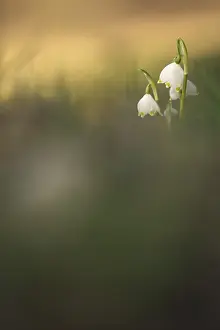 Spring Snowflake (Leucojum vernum)