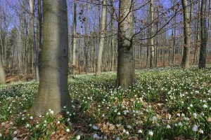 Spring snowflake, (Leucojum vernum) beech forest