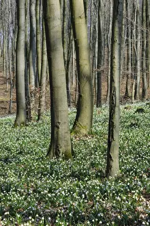 Spring snowflake, (Leucojum vernum) beech forest