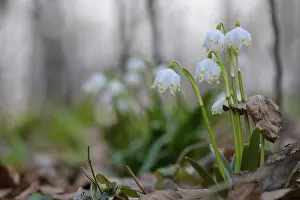 Spring snowflake (Leucojum vernum) as an early flowering spring geophyte in a beech forest