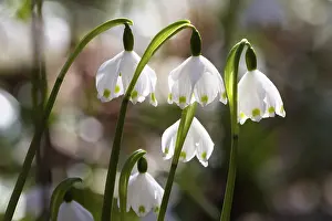Spring snowflake, spring knot flower (Leucojum vernum)