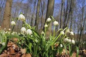 Spring Snowflakes (Leucojum vernum)