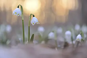 Spring snowflakes (Leucojum vernum) in evening light
