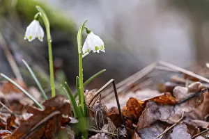Two spring snowflakes (Leucojum vernum) sprouting through foliage in the spring forest