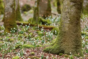 Spring snowlfake, snowflake, forest