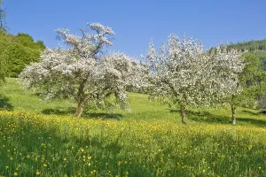 Spring splendor on Mt. Rennberg