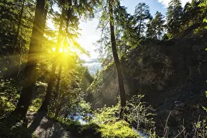 Spring summer green forest with sunrays