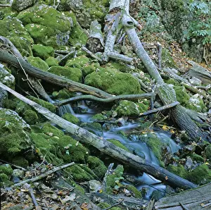 Spring in valley of Fronbachgraben in Lower Austria Austria