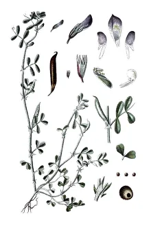 Spring vetch (Vicia lathyroides)