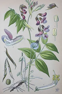 Spring vetchling (Lathyrus vernus)