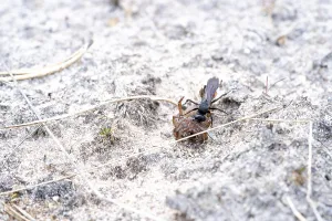 Spring wasp (Anoplius viaticus)