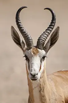 Springbok antelope (Antidorcas marsupialis)