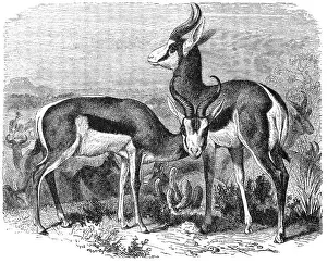 Springbok, Antelope euchore, Historical