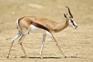 Springbok (Antidorcas marsupialis)