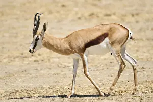 Springbok (Antidorcas marsupialis)