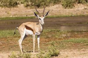 Springbok (Antidorcas marsupialis)