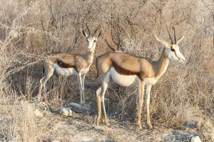 Springbok (Antidorcas marsupialis)