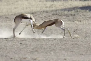 Springbok (Antidorcas marsupialis)