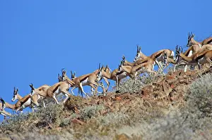 Springbok (Antidorcas marsupialis)