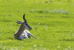 Springbok (Antidorcas marsupialis)