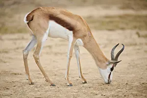 Springbok (Antidorcas marsupialis) in the dessert
