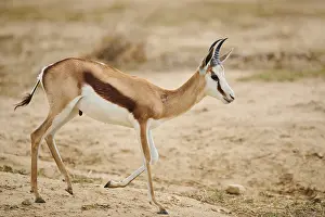 Springbok (Antidorcas marsupialis) in the dessert