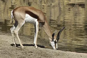 Springbok (Antidorcas marsupialis) drinking on the bank