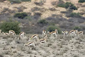 Springbok (Antidorcas marsupialis) herd